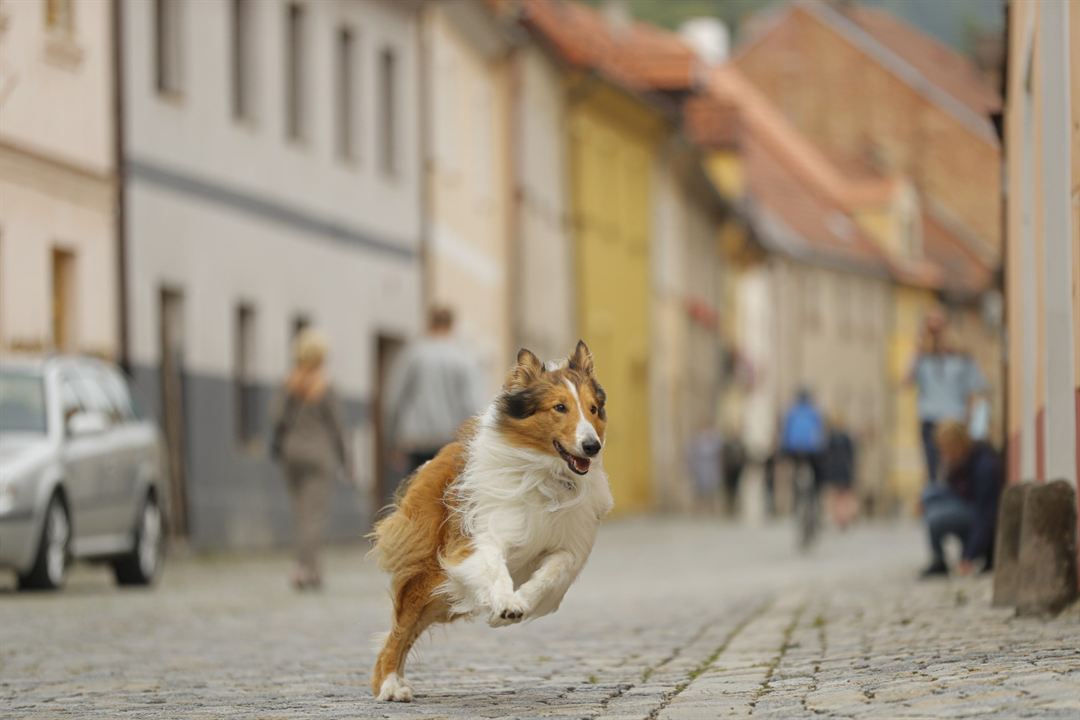Lassie, La route de l'aventure : Photo