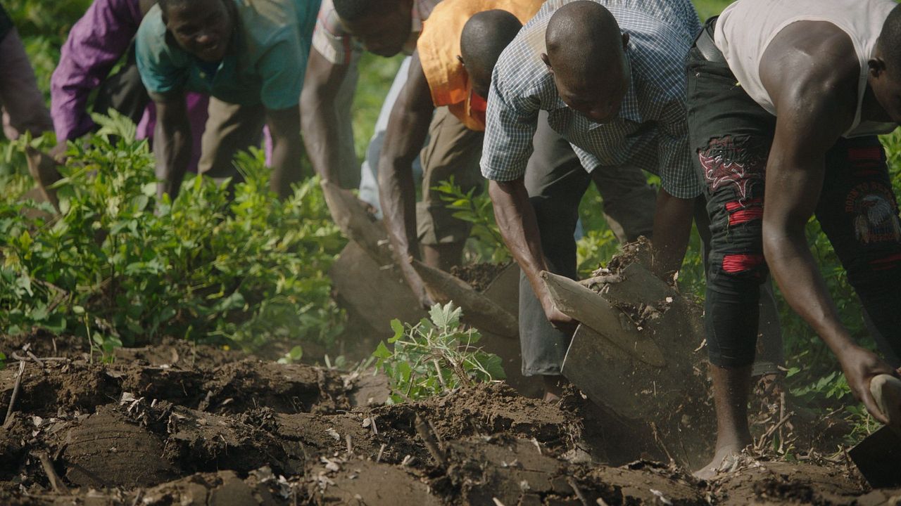 The Great Green Wall : Photo