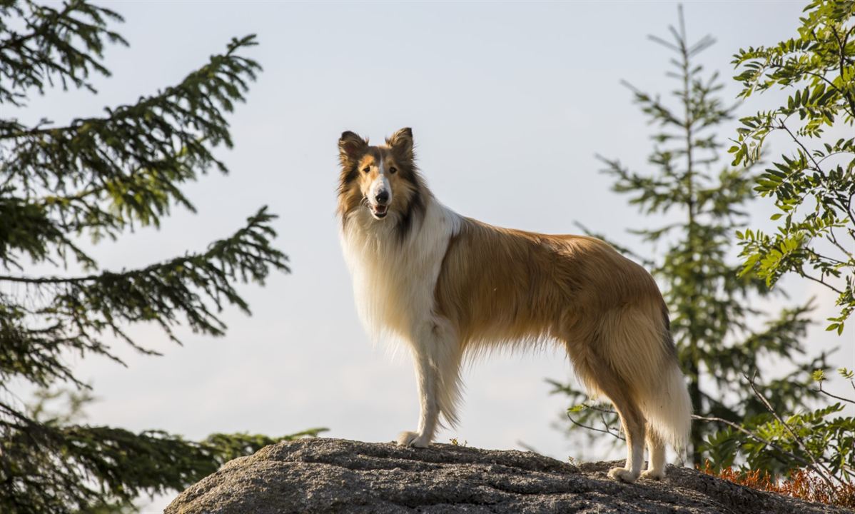 Lassie, La route de l'aventure : Photo