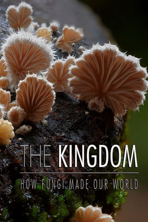 Au Royaume des champignons : Affiche