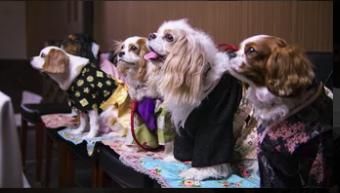 Nos amis les chiens : Affiche