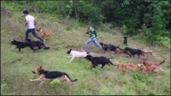 Nos amis les chiens : Affiche
