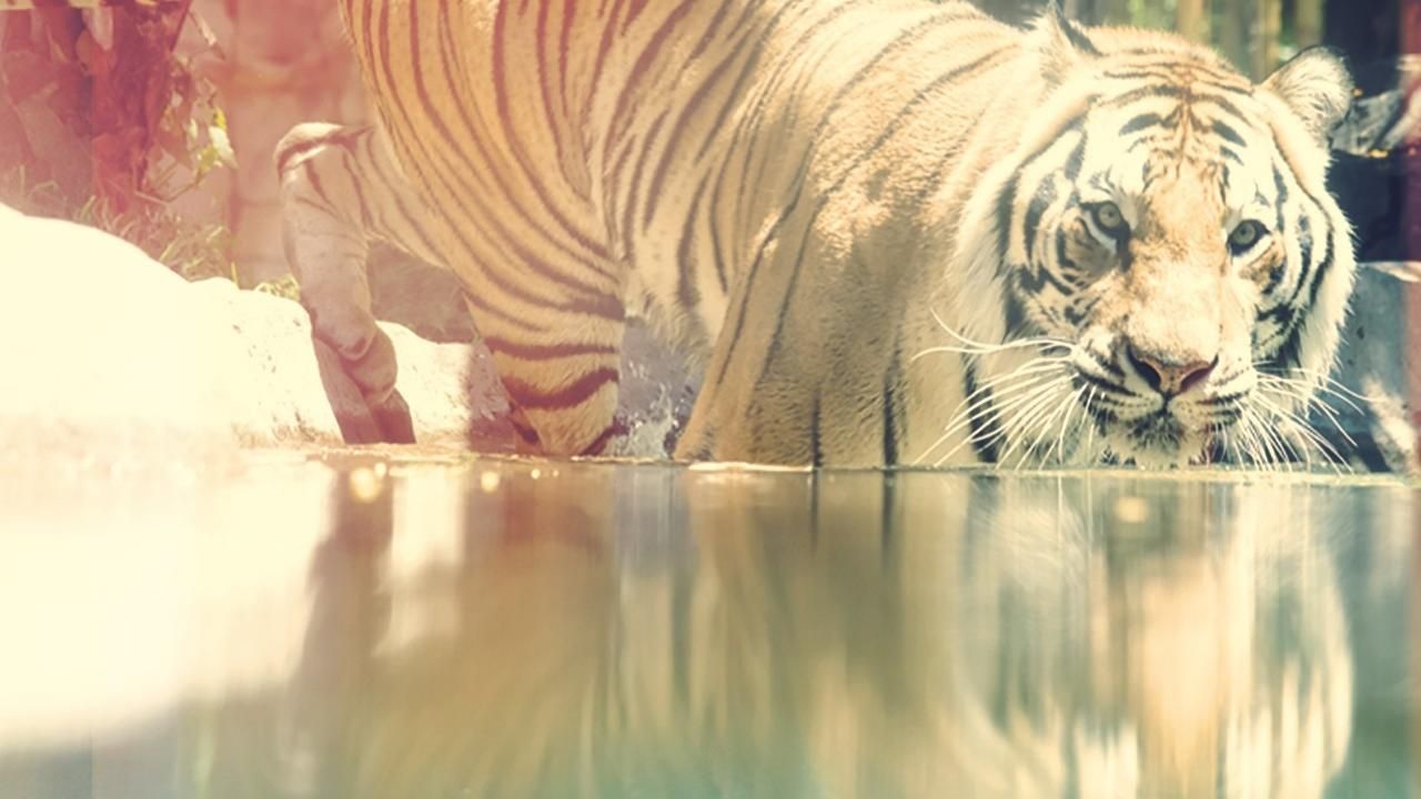 Jeux des gros chats : Photo