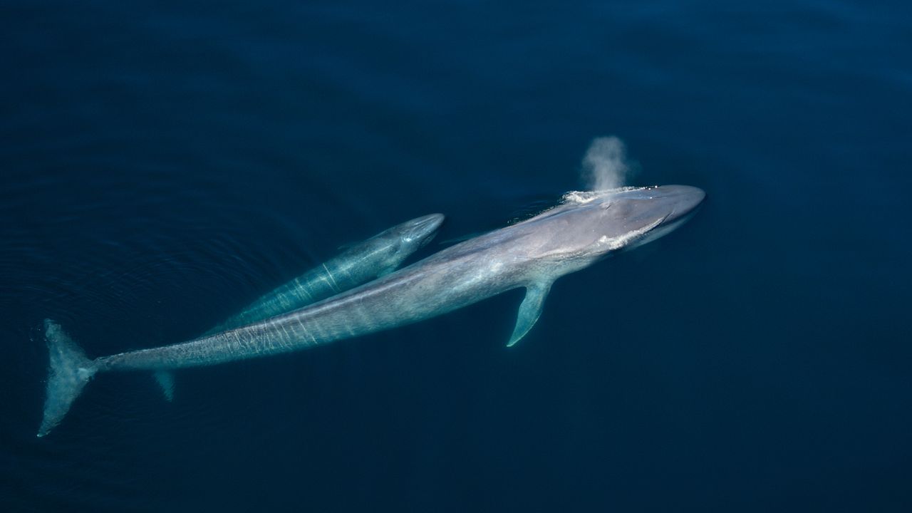 David Attenborough : une vie sur notre planète : Photo