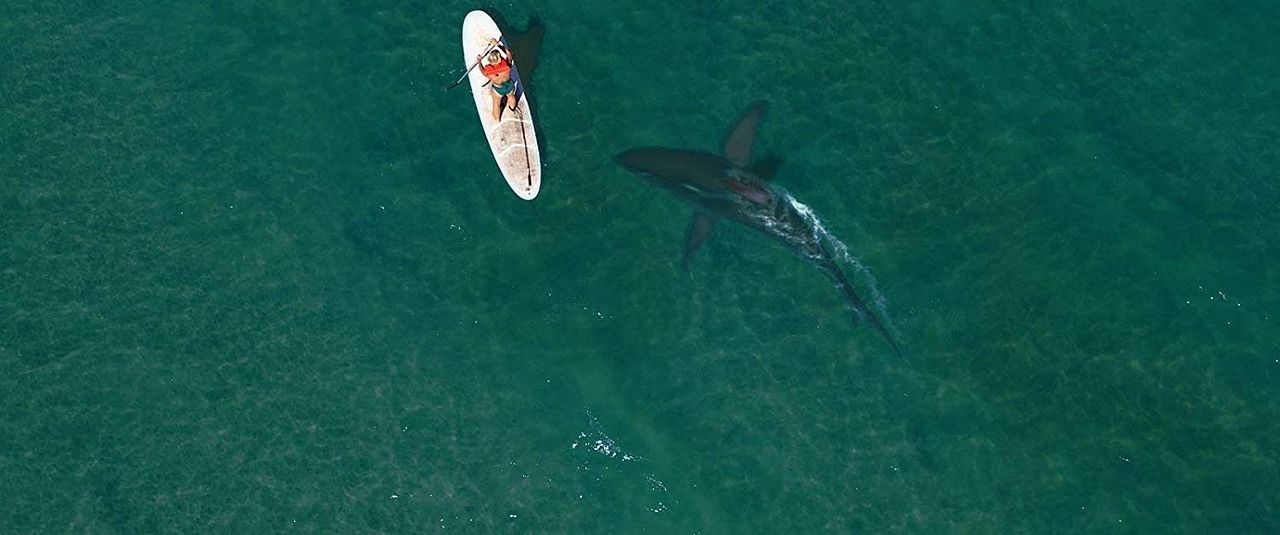 La Saison des requins : Photo