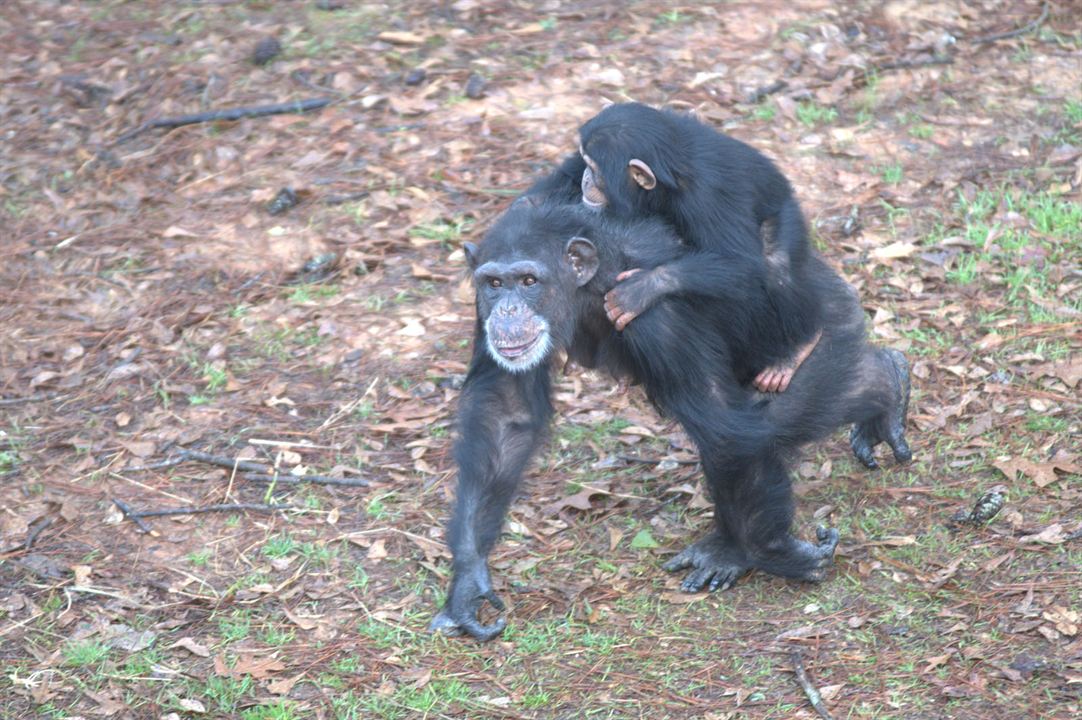 Rencontre avec les chimpanzés : Photo