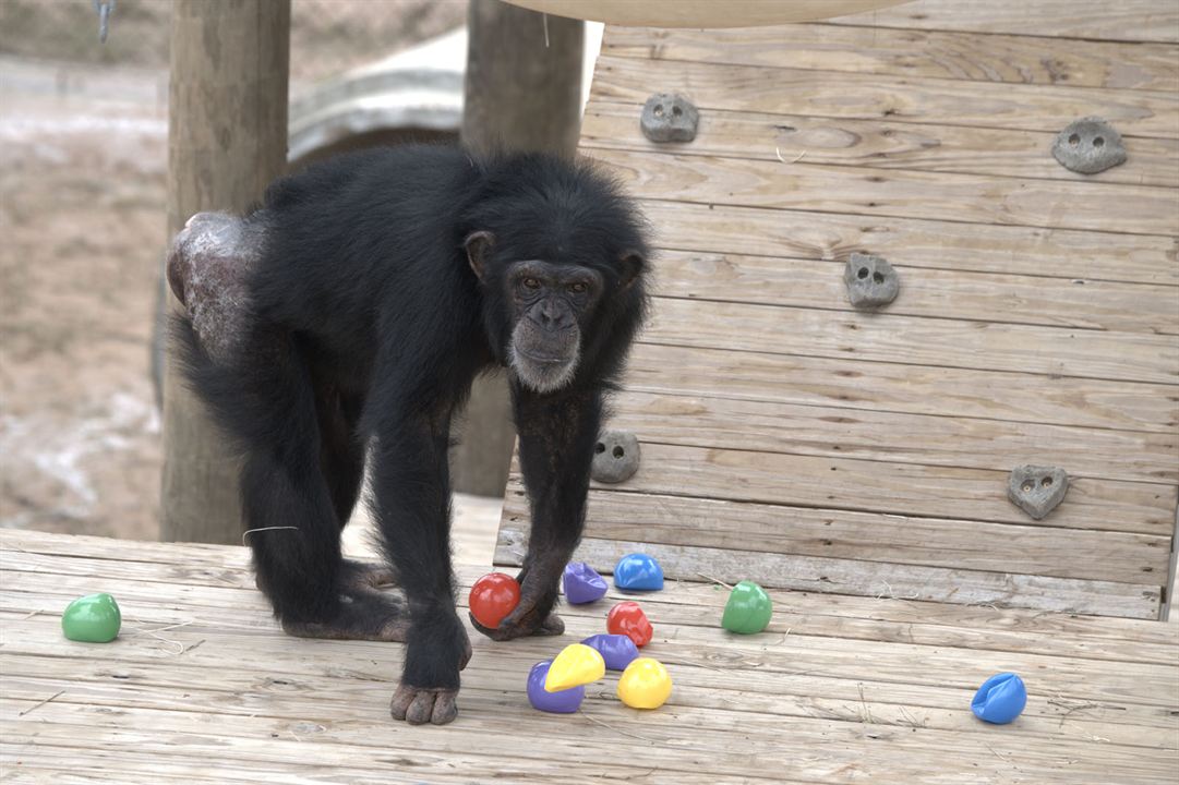 Rencontre avec les chimpanzés : Photo