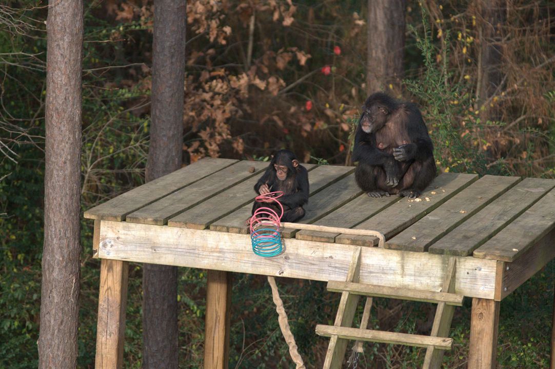 Rencontre avec les chimpanzés : Photo