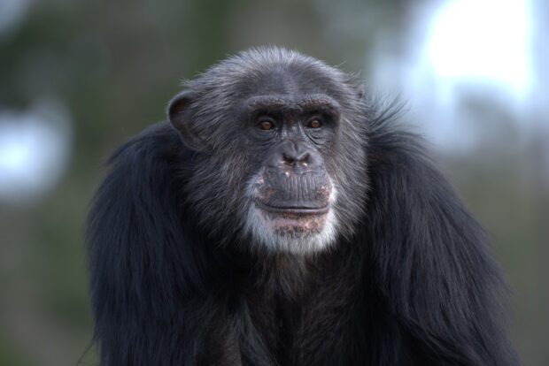 Rencontre avec les chimpanzés : Affiche