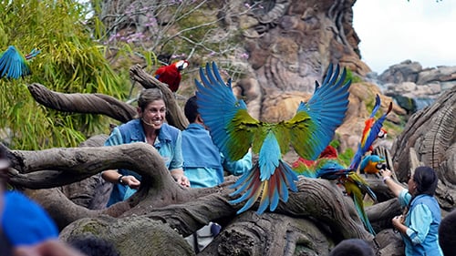 Au cœur de Disney’s Animal Kingdom : Affiche