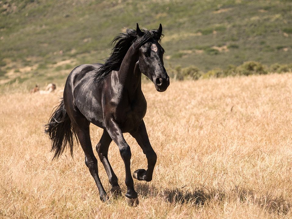 Black Beauty : Photo