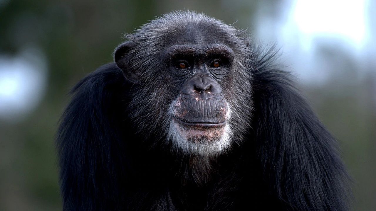 Rencontre avec les chimpanzés : Photo