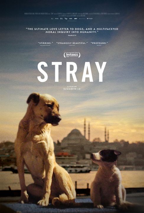 Stray : Affiche