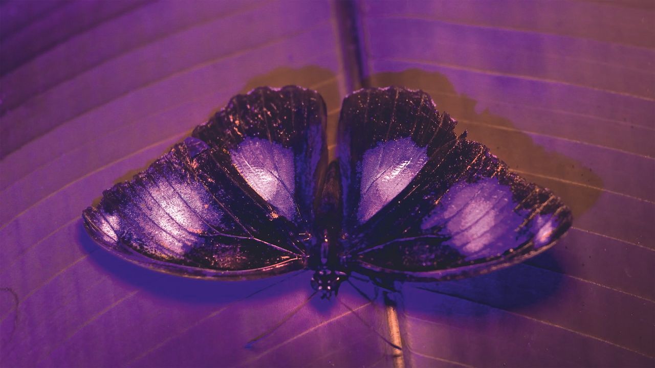 La Vie en couleurs avec David Attenborough : Photo