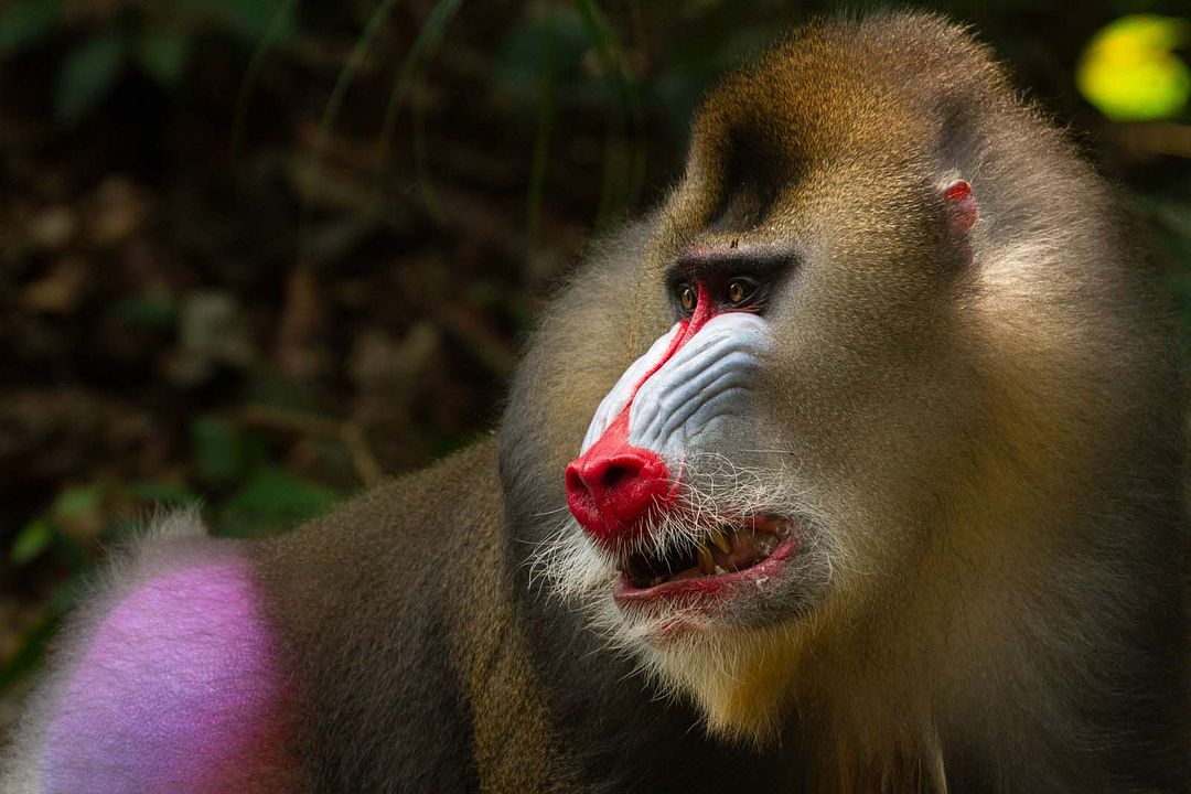 La Vie en couleurs avec David Attenborough : Photo