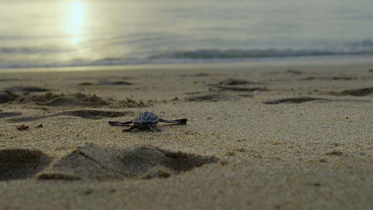 L'Année où la terre a changé : Photo