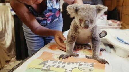 Izzy et les koalas : Affiche