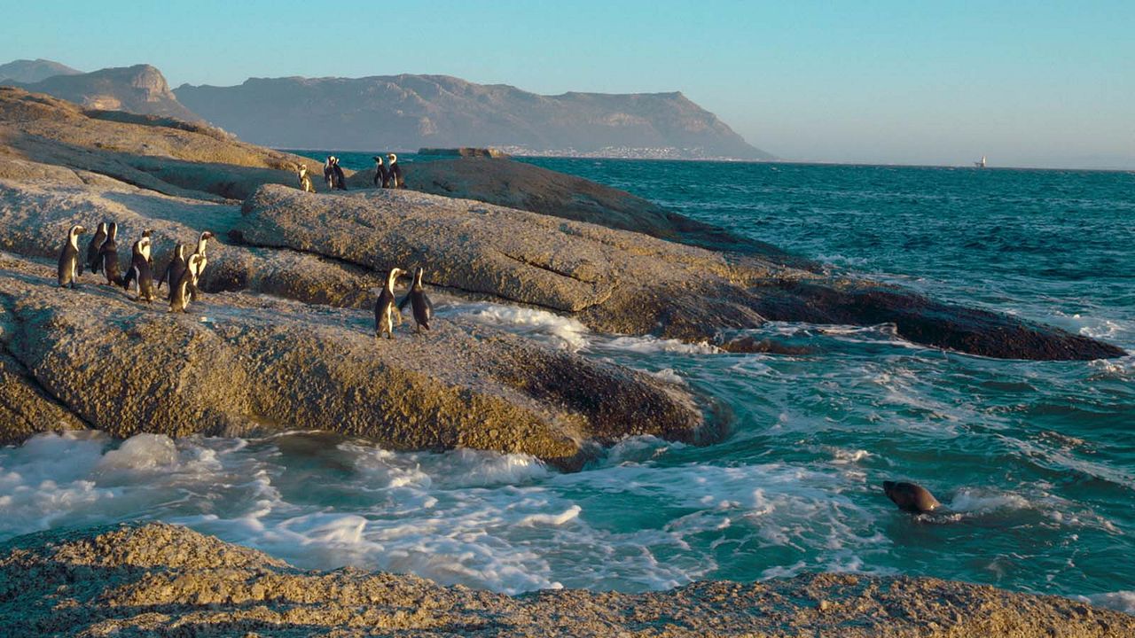 Le Cap des manchots : Photo
