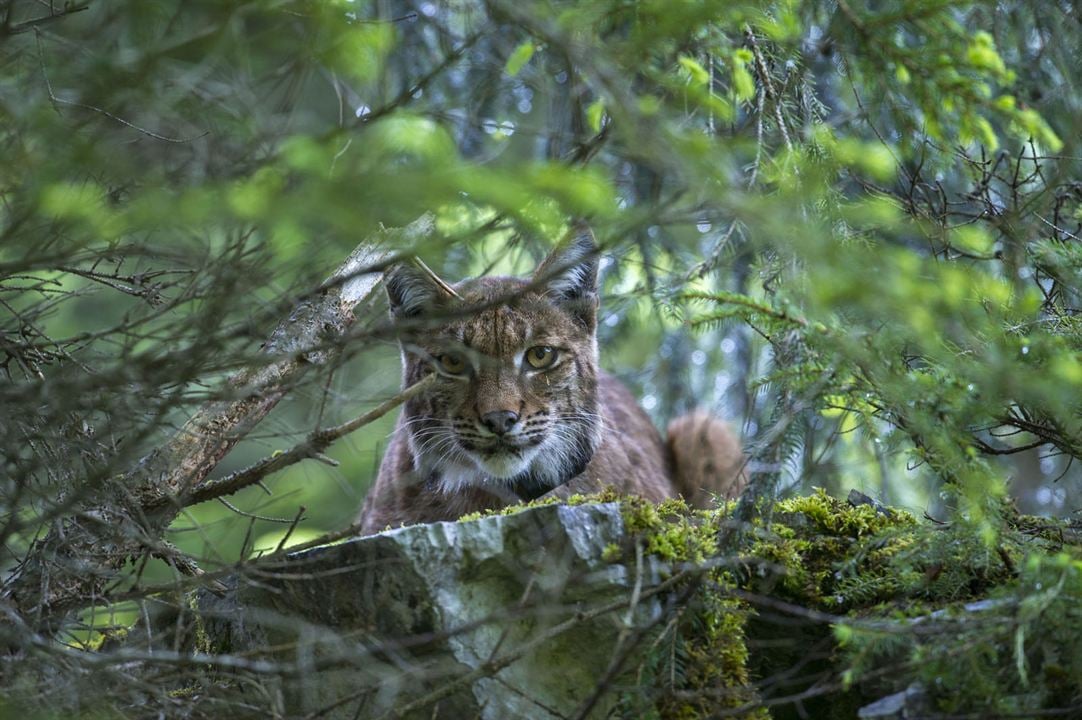 Lynx : Photo