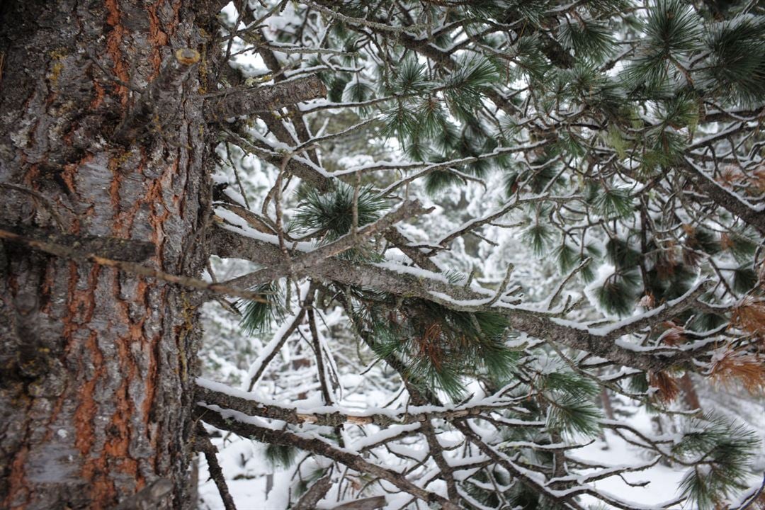 La Puissance de l’arbre avec Ernst Zürcher : Photo