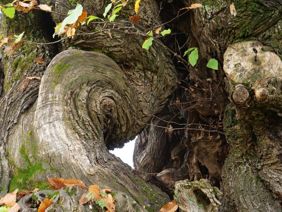 La Puissance de l’arbre avec Ernst Zürcher : Photo