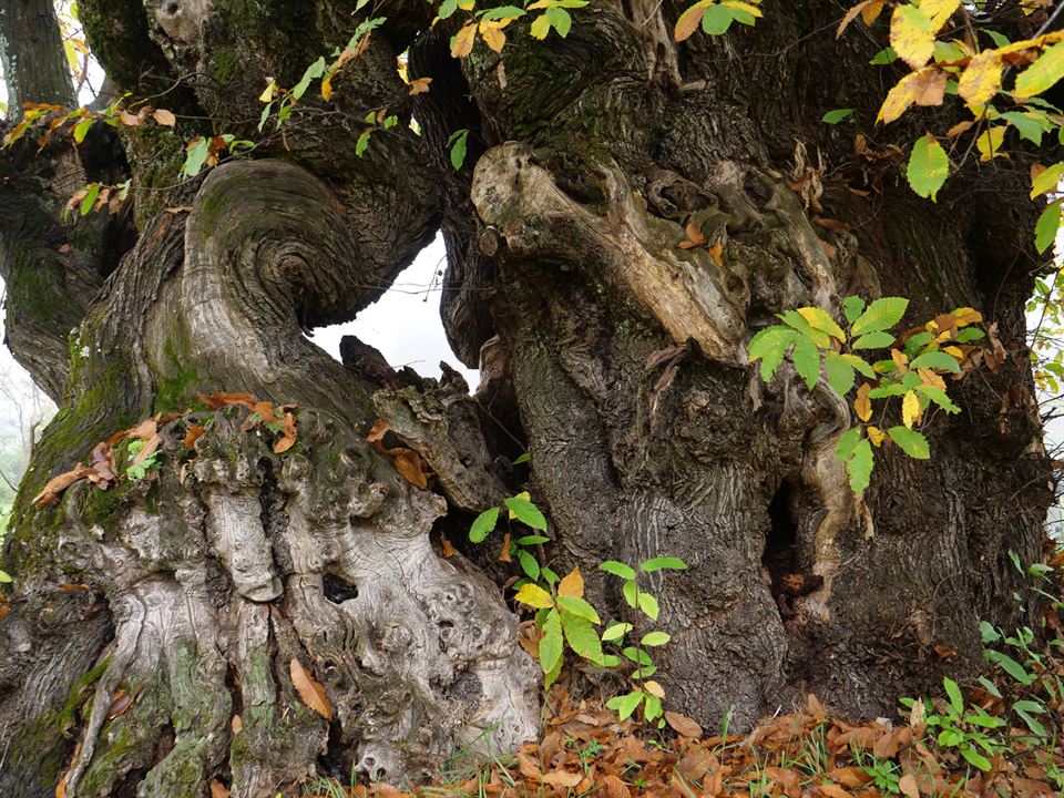 La Puissance de l’arbre avec Ernst Zürcher : Photo