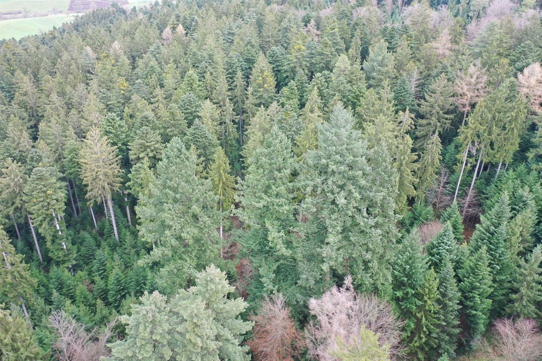 La Puissance de l’arbre avec Ernst Zürcher : Photo