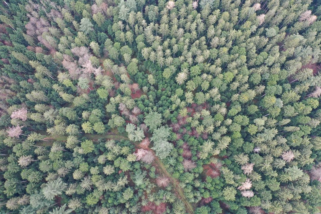 La Puissance de l’arbre avec Ernst Zürcher : Photo