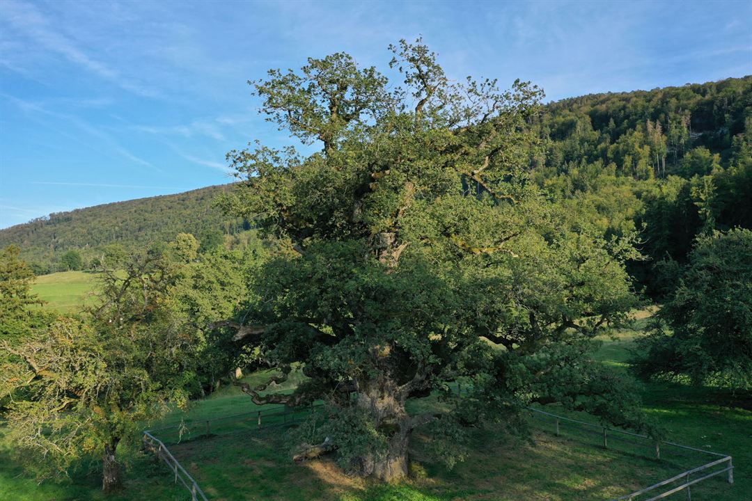 La Puissance de l’arbre avec Ernst Zürcher : Photo