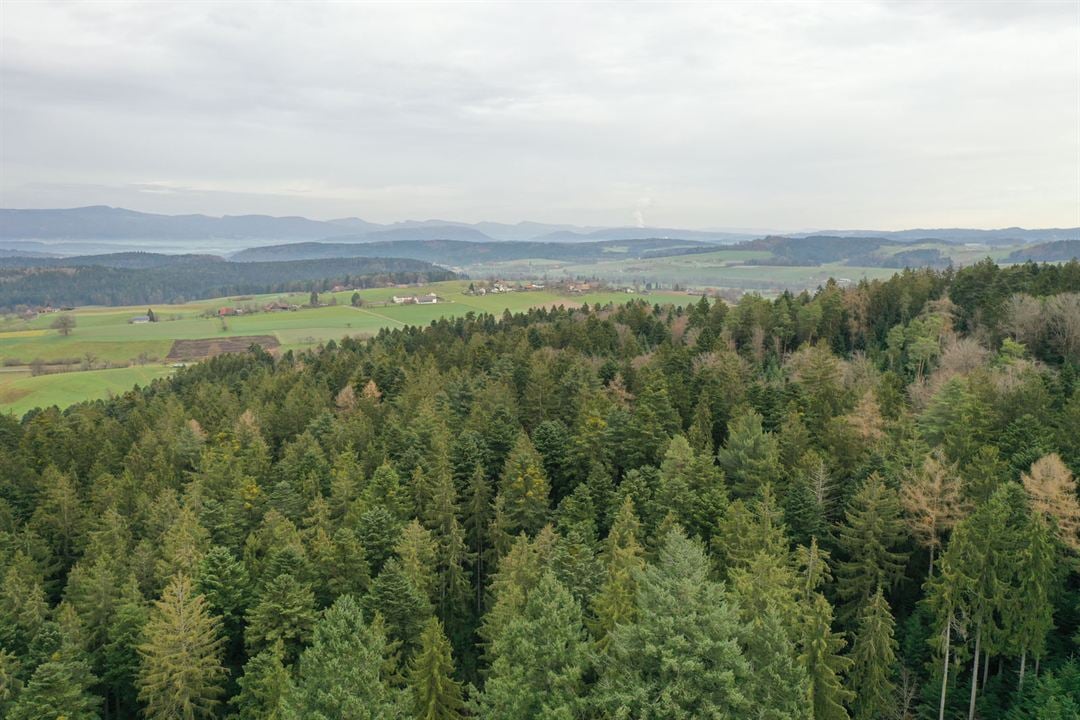 La Puissance de l’arbre avec Ernst Zürcher : Photo