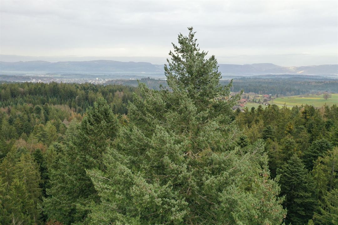 La Puissance de l’arbre avec Ernst Zürcher : Photo