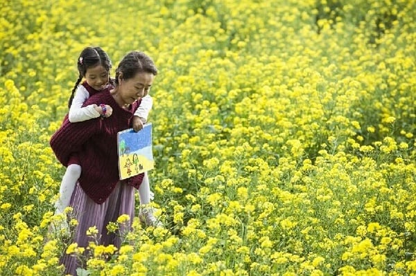 Canola : Photo