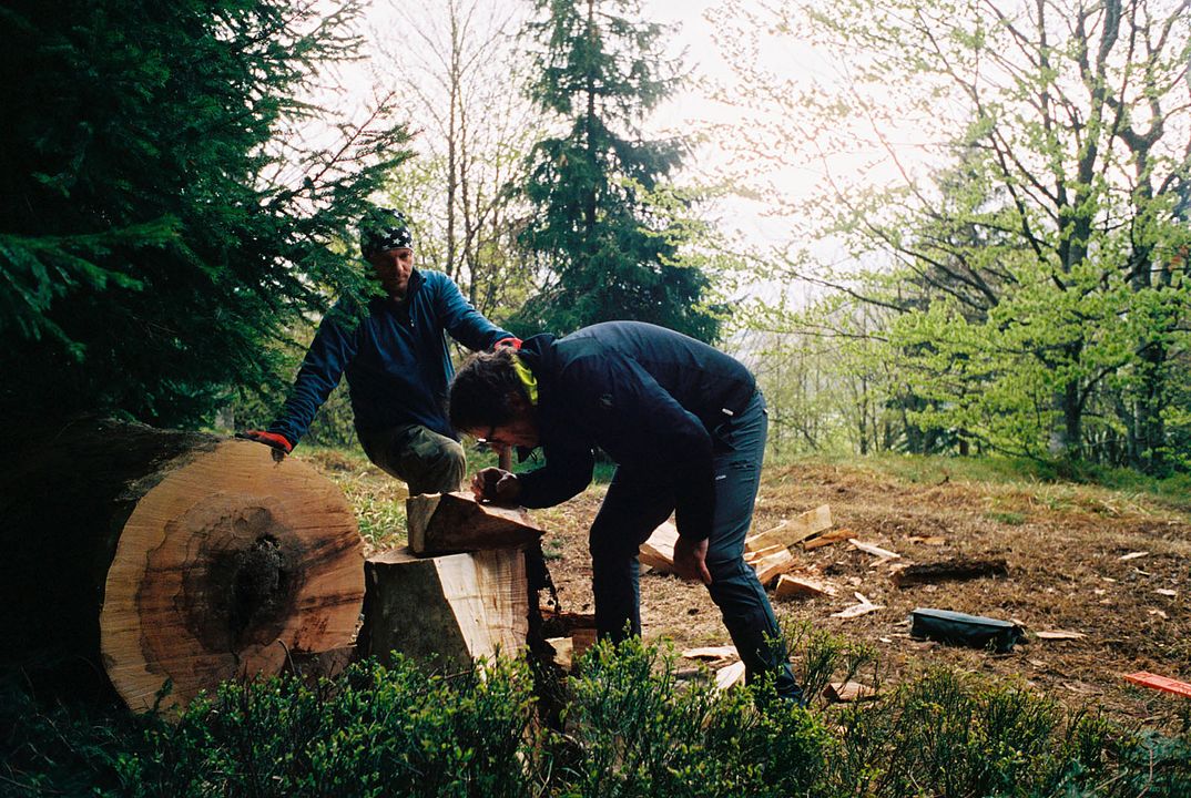 La Symphonie des arbres : Photo