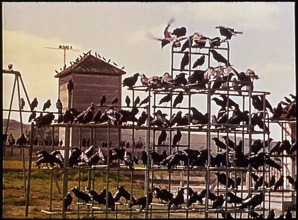 Les Oiseaux : Photo
