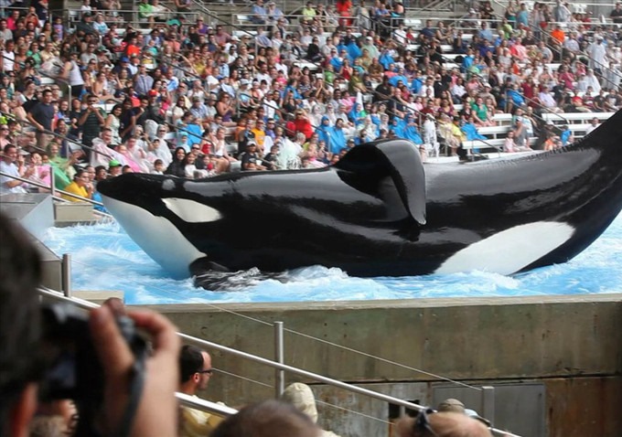 Blackfish : Photo