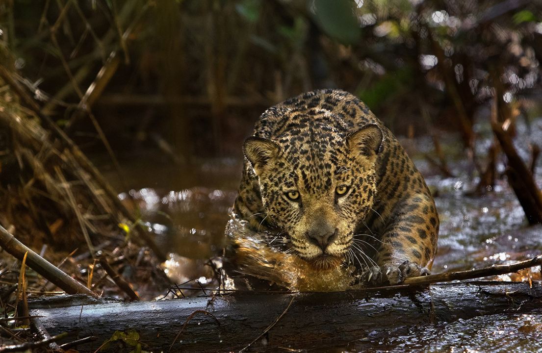 Amazônia : Photo