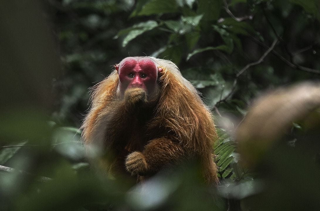 Amazônia : Photo