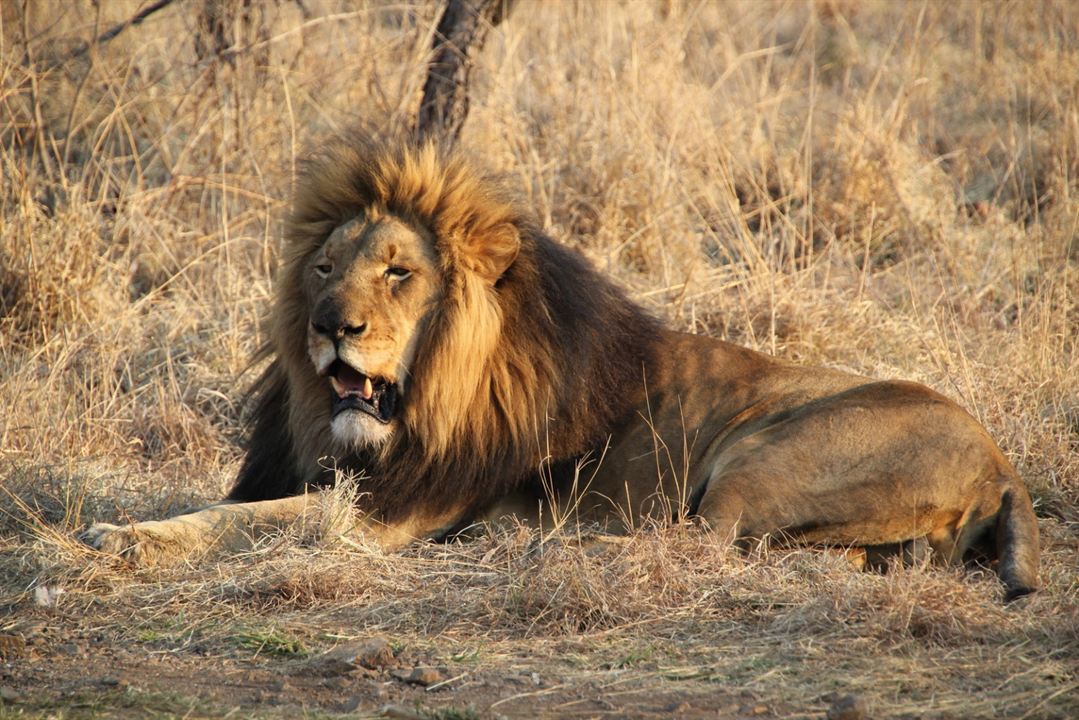 African Safari 3D : Photo