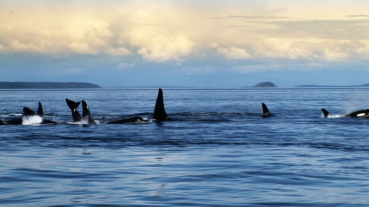 Blackfish : Photo