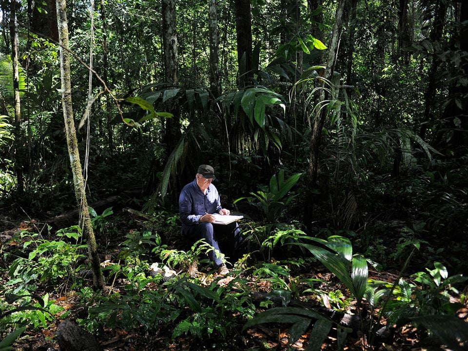 Il était une forêt : Photo Francis Hallé