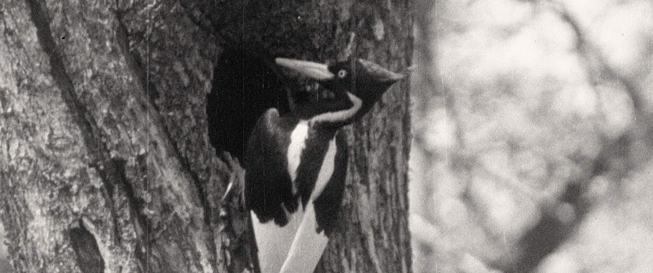 Birds of America : Photo