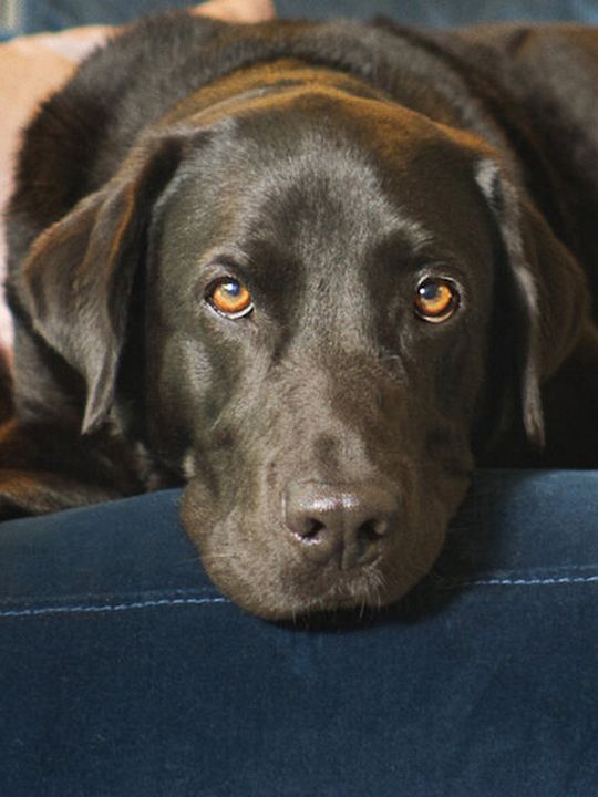 Dans la peau de nos animaux : Affiche