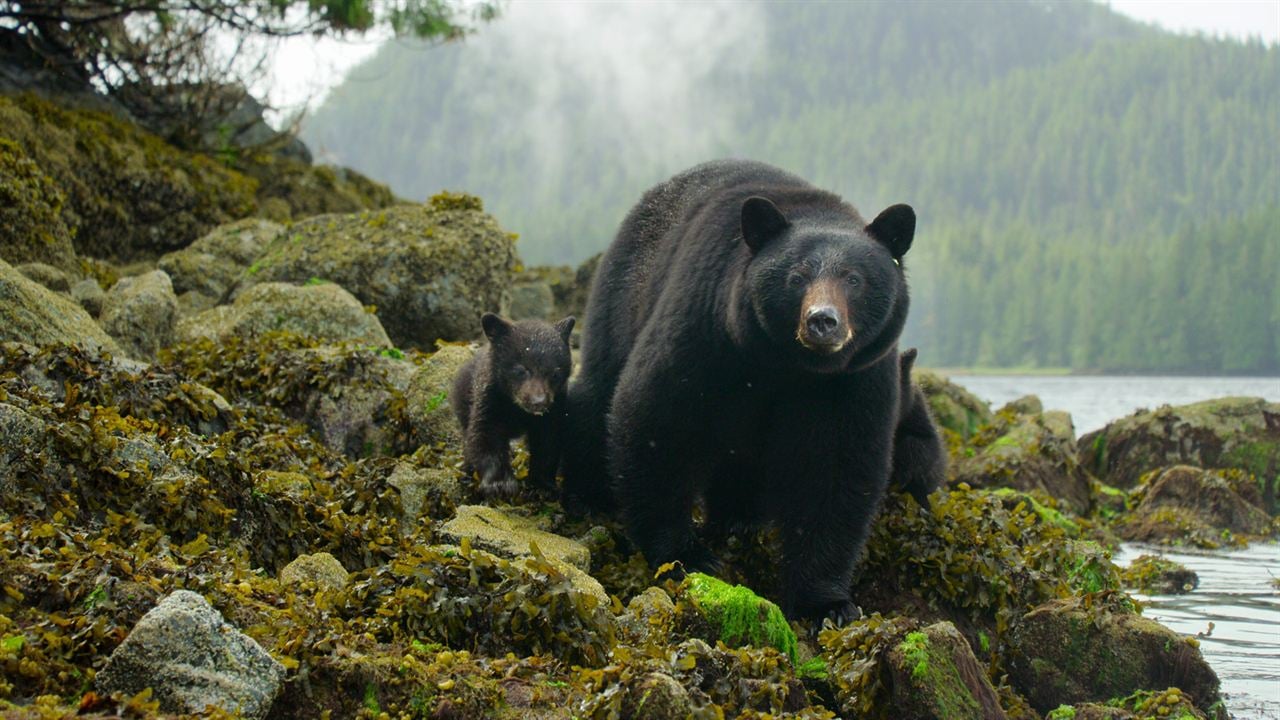 Bienvenue sur l'île des loups : Photo