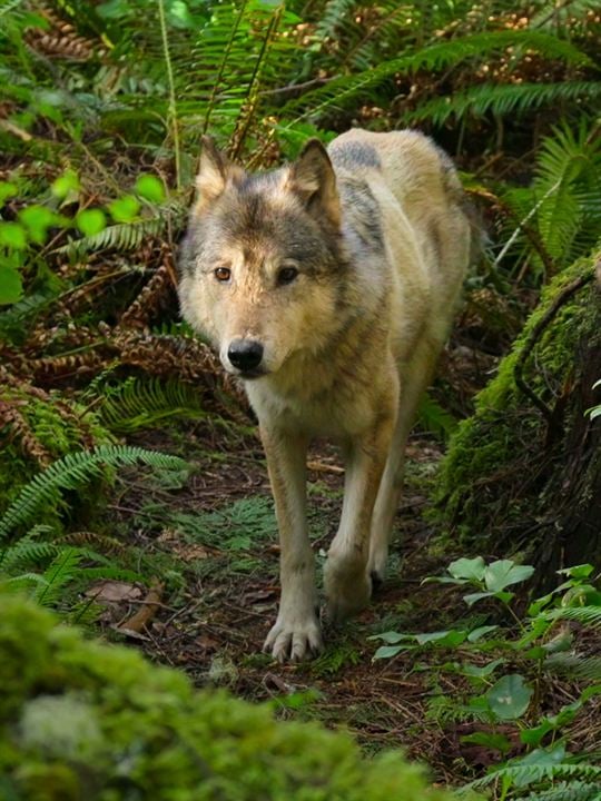 Bienvenue sur l'île des loups : Affiche