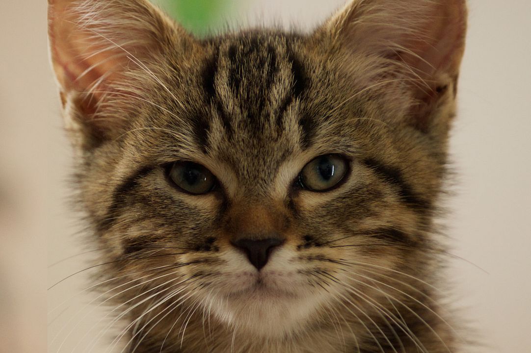 Mon chat et moi, la grande aventure de Rroû : Photo