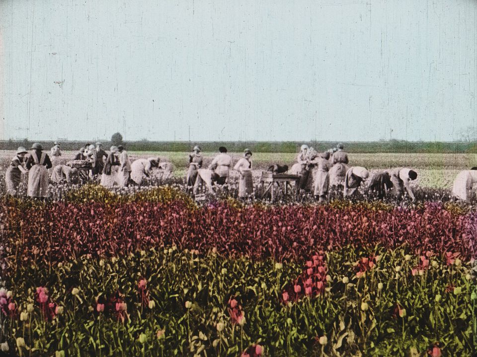 Dearest Fiona : Photo