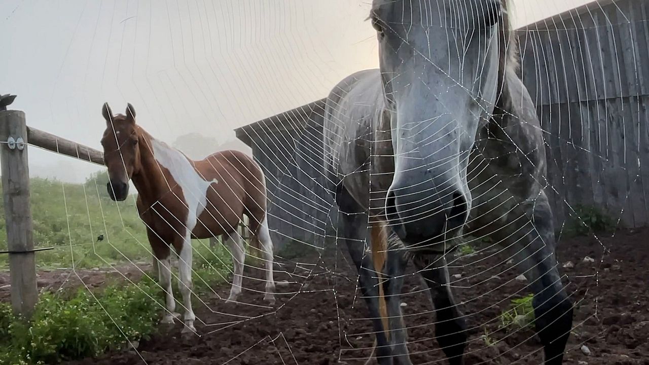 Horse Opera : Photo