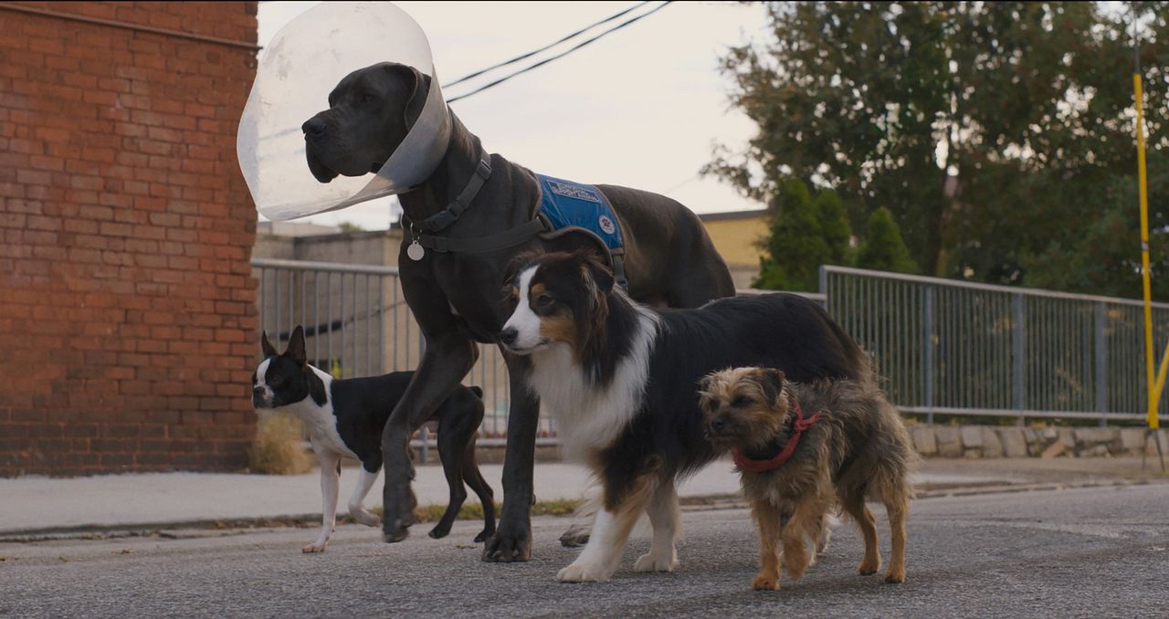 Backstreet Dogs : Photo