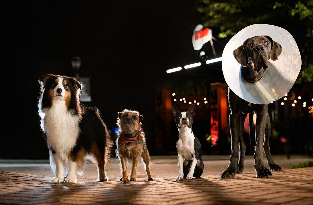 Backstreet Dogs : Photo