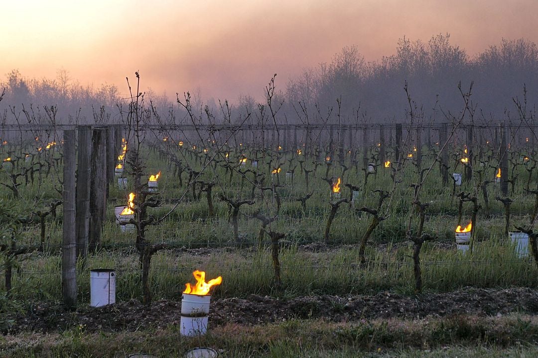 Les Promesses de l'aube - Des vignerons face au gel : Photo